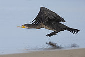 Continental Great Cormorant (Phalacrocorax carbo sinensis), side view of a juvenile in flight, Campania, Italy