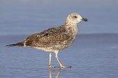 Lesser Black-backed Gull (Larus fuscus), side view of a first winter juvenile standing on the shore, Campania, Italy