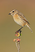 European Stonechat (Saxicola rubicola), side view of an individual perched on a branch, Campania, Italy