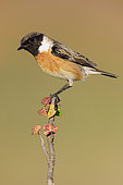 European Stonechat (Saxicola rubicola), side view of an adult male perched on a branch, Campania, Italy