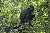 Celebes Crested Macaque (Macaca nigra) in tree, Critically Endangered, West Bali National Park, near Menjangan Island, Buleleng, Bali, Indonesia