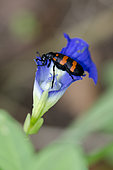 Blister Beetle (Meloe pustulatus) on flower, West Bali National Park, near Menjangan Island, Buleleng, Bali, Indonesia
