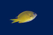 Yellow Chromis (Chromis analis), Post 2 dive site, Menjangan Island, Buleleng, Bali, Indonesia