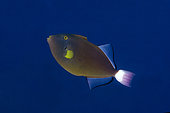 Pinktail Triggerfish (Melichthys vidua), Post 2 dive site, Menjangan Island, Buleleng, Bali, Indonesia