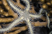 Affinitive Brittle Star (Ophiarachna affinis) on coral, night dive, NusaBay Menjangan Hotel house reef, West Bali National Park, near Menjangan Island, Buleleng, Bali, Indonesia