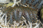 Ambon Damselfish (Pomacentrus amboinensis) on Staghorn Coral (Acropora sp) under attack by predatory Crown-of-thorns Seastar (Acanthaster planci), NusaBay Menjangan Hotel house reef, West Bali National Park, near Menjangan Island, Buleleng, Bali, Indonesia