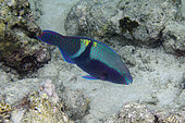 Male Yellowbar Parrotfish (Scarus schlegeli), NusaBay Menjangan Hotel house reef, West Bali National Park, near Menjangan Island, Buleleng, Bali, Indonesia