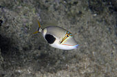 Juvenile Blackpatch Triggerfish (Rhinecanthus verrucosus), NusaBay Menjangan Hotel house reef, West Bali National Park, near Menjangan Island, Buleleng, Bali, Indonesia