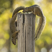 Smith's bush squirrels (Paraxerus cepapi) on a pole, Etosha National Park, Namibia