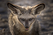 Renard aux oreilles de chauve souris (Otocyon megalotis) portrait de face, parc national d'Etosha, Namibie