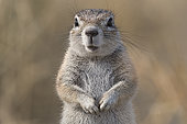 South african ground squirrel (Xerus inauris), front view, Etosha National Park, Namibia