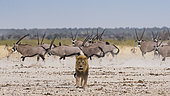 Lion (Panthera leo) sur fond de Gemsbok (Oryx gazella gazella), Parc national d'Etosha, Namibie