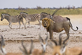 Lion (Panthera leo) and Burchell's zebra (Equus quagga burchellii) marchant dans la poussière, parc national d'Etosha, Namibie