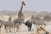 Southern Giraffe (Giraffa camelopardalis giraffa)Burchell's zebra (Equus quagga burchellii), Blue wildebeest (Connochaetes taurinus), Springbok (Antidorcas marsupialis) and Gemsbok oryx (Oryx gazella gazella) in the dust, Etosha National Park, Namibia