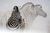 Burchell's zebra (Equus quagga burchellii) dans la poussière, parc national d'Etosha, Namibie