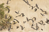 Red-billed Quelea (Quelea quelea) group in flight, Etosha National Park, Namibia