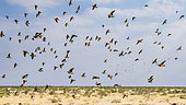 Burchell's sandgrouse (Pterocles burchelli), group in flight, Etosha National Park, Namibia