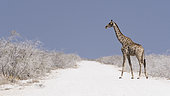 Southern Giraffe (Giraffa camelopardalis giraffa) on a track and white dust, Etosha National Park, Namibia