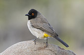 African Red-eyed Bulbul (Pycnonotus nigricans) on a rock, Palmwag Reserve, Namibia