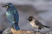 Greater Blue-eared Glossy-Starling (Lamprotornis chalybaeus) and African Red-eyed Bulbul (Pycnonotus nigricans) on a rock, Skeleton coast, Namibia