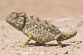 Namaqua chameleon (Chamaeleo namaquensis) in the Namib Desert, Swakopmund, Namibia