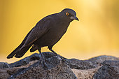 Pale-winged Starling (Onychognathus nabouroup) on rock, Sossusvlei Reserve, Namib Desert, Namib-Naukluft National Park, Namibia