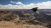 Pale-winged Starling (Onychognathus nabouroup) in flight against a landscape, Fish River Canyon, Namibia