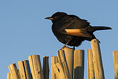 Pale-winged Starling (Onychognathus nabouroup) in fence, Fish River Canyon, Namibia