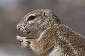 South african ground squirrel (Xerus inauris), profile portrait, Kgalagadi Transfrontier Park (KTP) reserve, Namibia