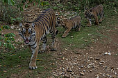 Sumatran tiger (Panthera tigris sumatrae) female and cubs, North Sumatra