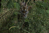 Sumatran tiger (Panthera tigris sumatrae) female and cubs, North Sumatra