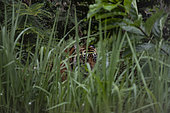 Sumatran tiger (Panthera tigris sumatrae) female, North Sumatra