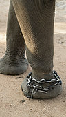 Sumatran Elephant (Elephas maximus sumatranus) with chained leg, Way kambas National Park, Sumatra