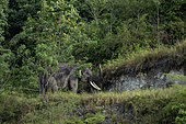 Sumatran Elephant (Elephas maximus sumatranus) wild male in forest, Barumun Nagari Wildlife Sanctuary, North Sumatra