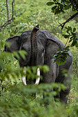 Sumatran Elephant (Elephas maximus sumatranus) wild male in forest, Barumun Nagari Wildlife Sanctuary, North Sumatra