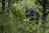 Sumatran Elephant (Elephas maximus sumatranus) wild male throwing soil on body in forest, Barumun Nagari Wildlife Sanctuary, North Sumatra