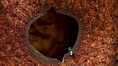 Mouche sur une Rafflesie (Rafflesia micropylora) poussant sur une vigne, Nord Sumatra
