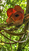 Rafflesie (Rafflesia micropylora) sur une vigne, Nord Sumatra