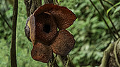 Rafflesie (Rafflesia micropylora) sur une vigne, Nord Sumatra