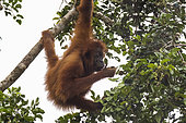 Tapanuli orangutan (Pongo tapanuliensis) female eating fruits, Batang Toru, North Sumatra