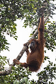 Tapanuli orangutan (Pongo tapanuliensis) female eating fruits, Batang Toru, North Sumatra
