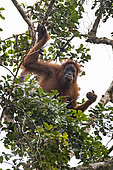 Tapanuli orangutan (Pongo tapanuliensis) female in nest, Batang Toru, North Sumatra