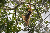 Tapanuli orangutan (Pongo tapanuliensis) juvenil eating fruits, Batang Toru, North Sumatra