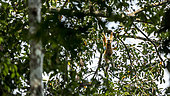 White-handed gibbon (Hylobates lar) eating figs in tree, Batang Toru, North Sumatra
