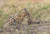 Serval (Leptailurus serval) in the savannah, cub (2 months old) with its mother, Masai Mara National Reserve, National Park, Kenya, East Africa