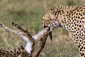 Cheetah (Acinonyx jubatus), eating a Thomson's gazelle, Masai Mara National Reserve, National Park, Kenya
