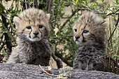 Cheetah (Acinonyx jubatus), young two months old, hidden in a bush, Masai Mara National Reserve, National Park, Kenya, East Africa, Africa
