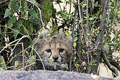 Cheetah (Acinonyx jubatus), young two months old, hidden in a bush, Masai Mara National Reserve, National Park, Kenya, East Africa, Africa