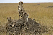 Cheetah (Acinonyx jubatus), adult female and young on a termite mound, Masai Mara National Reserve, National Park, Kenya, East Africa