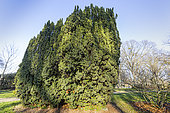 Irish Yew (Taxus baccata) 'Fastigiata'